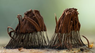 Stemonitis sp. | Kääminen
