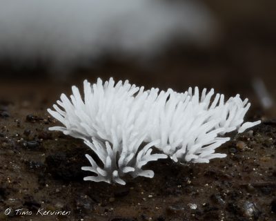 Common Coral Slime | Nukkanen
