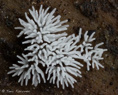 Common Coral Slime | Nukkanen