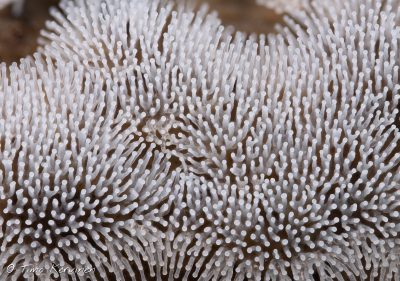 Common Coral Slime | Nukkanen