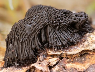 Stemonitis sp. | Kääminen