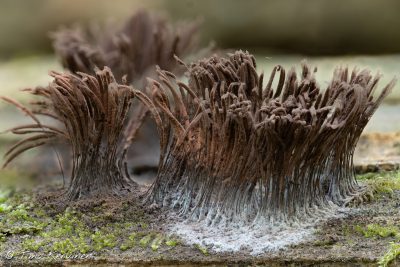 Stemonitis sp. | Kääminen