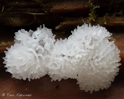 Honeycomb Coral Slime Mold | Huokosnukkanen