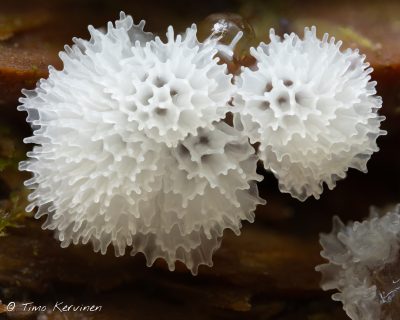 Honeycomb Coral Slime Mold | Huokosnukkanen