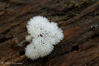 Honeycomb Coral Slime Mold | Huokosnukkanen