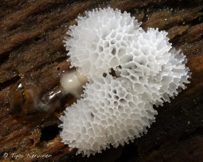 Honeycomb Coral Slime Mold | Huokosnukkanen