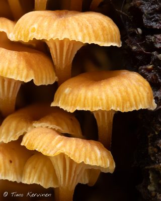 Golden trumpet | Kantonapanahikas