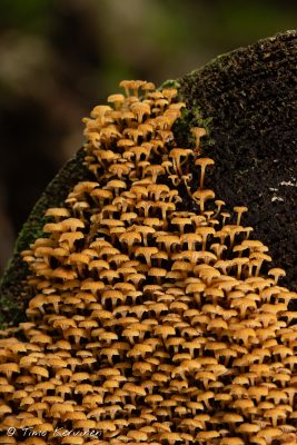 Golden trumpet | Kantonapanahikas