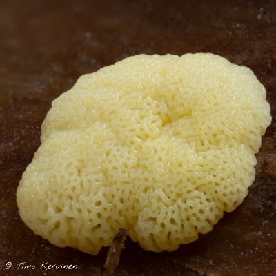 Common Coral Slime | Nukkanen