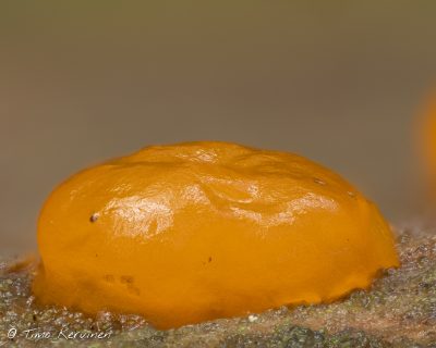 Tipakka