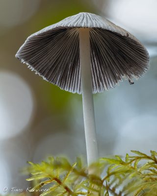Two-spored Inkcap | Varjomustesieni-laji