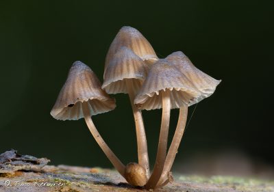 Bonnets |  Hiippoja