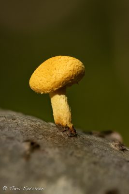  Pholiota flammans | Tulihelokka
