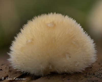 Postia ptychogaster | Puuterikaapa