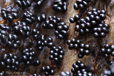 Metatrichia floriformis | Kukkatakkunen