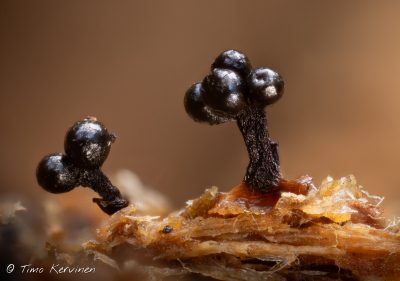 Metatrichia floriformis | Kukkatakkunen