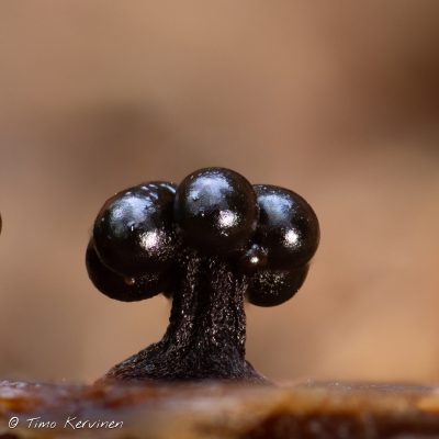 Metatrichia floriformis | Kukkatakkunen