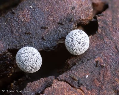 Didymium sp | Vitinen-laji
