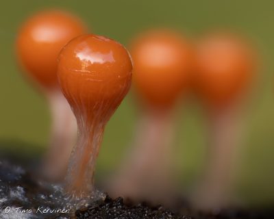 Trichia decipiens | Nuijanuoranen