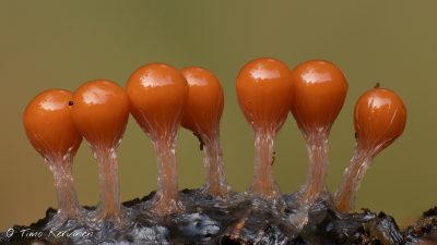 Trichia decipiens | Nuijanuoranen