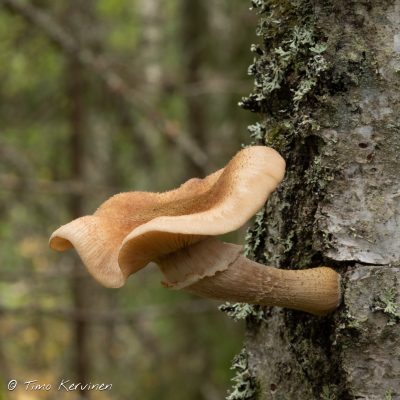 Northern honey mushroom | Pohjanmesisieni