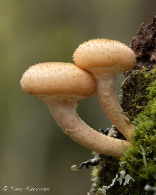 Northern honey mushroom | Pohjanmesisieni