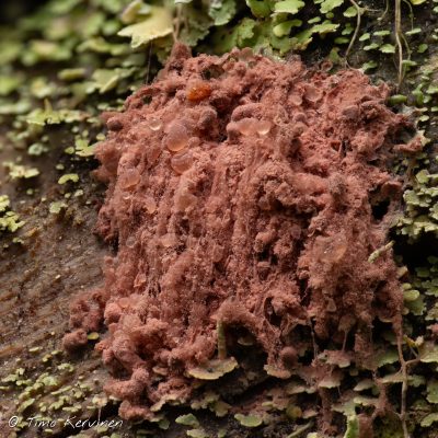 Slime mold | Limasieni
