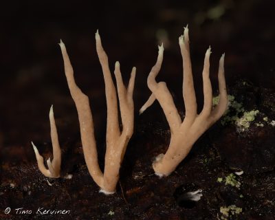 Ramaria apiculata | Piikkikarkihaarakas 