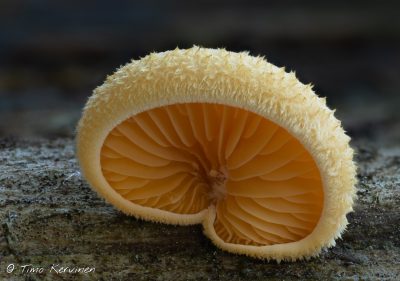 Orange Mock Oyster | Keltavinkoas