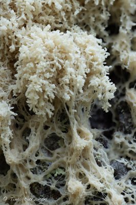 Slime mold | Limasieni