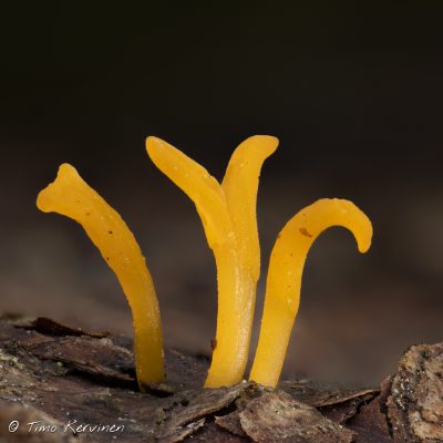 Calocera viscosa | Keltasarvikka