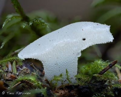Pseudohydnum gelatinosum | Orahyty