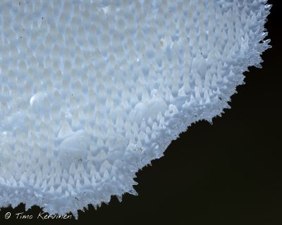 Pseudohydnum gelatinosum | Orahyty
