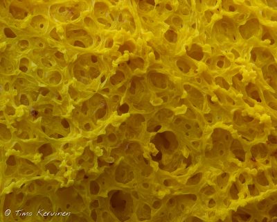 Fuligo septica | Paranvoi