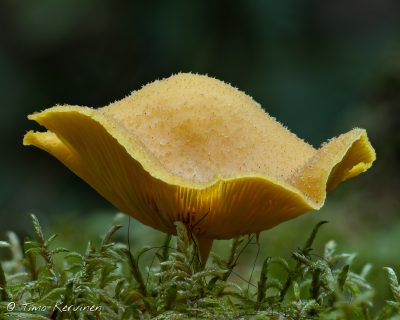 Tricholomopsis  sp. | Lahovalmuska