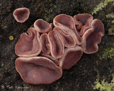 Ascocoryne sp | Hytynupikka