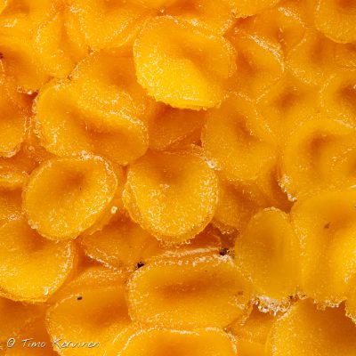 Calycina citrina | Keltanastakka