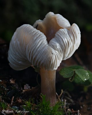 Megacollybia platyphylla | Isojuurekas