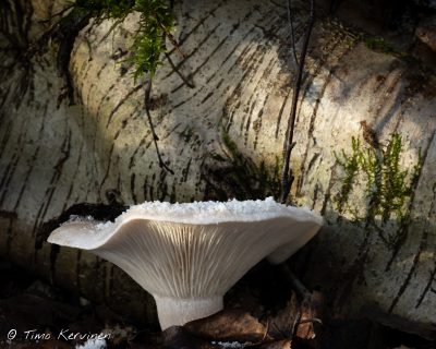 Tawny Funnel Cap | Pisamamalikka