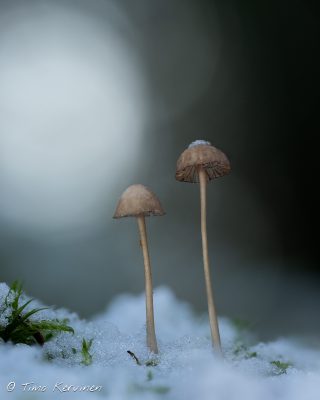Bonnets | Hiippoja