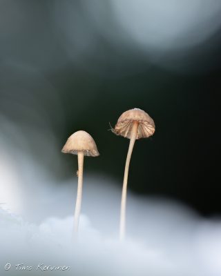 Bonnets | Hiippoja