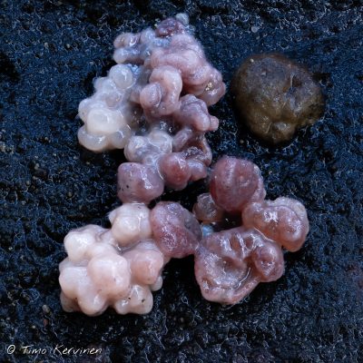 Ascocoryne sarcoides | Kantohytynupikka