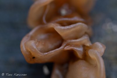 Phaeotremella sp. |  Liuskehytykka