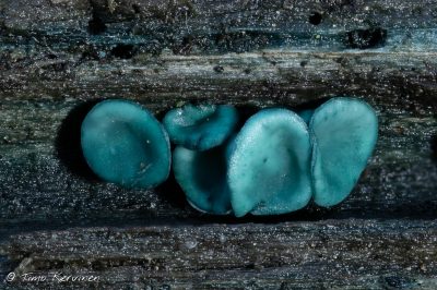 Chlorociboria aeruginascens | Patinanastakka