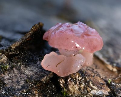Ascocoryne sarcoides | Kantohytynupikka