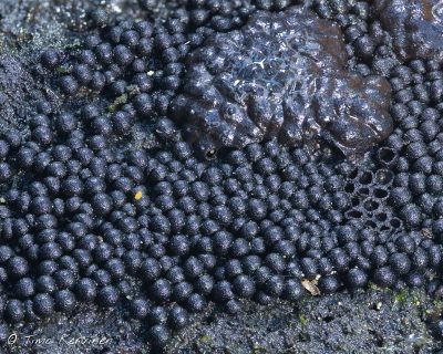 Lindbladia tubulina | Läkkinen