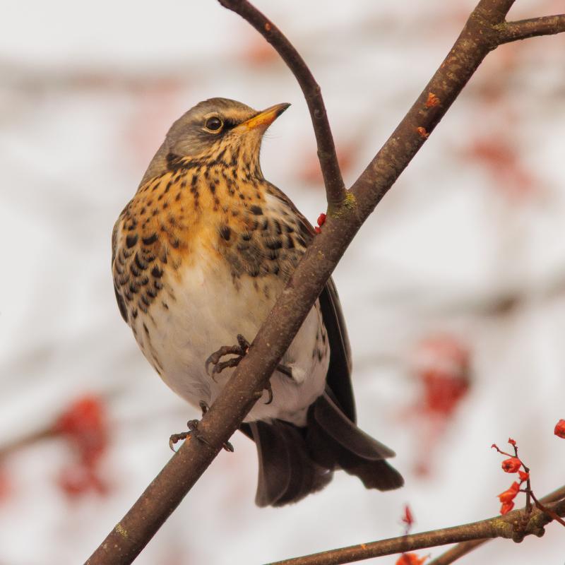 Fieldfare | Räkättirastas	