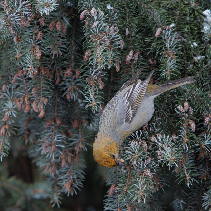 Pine Grosbeak | Taviokuurna	
