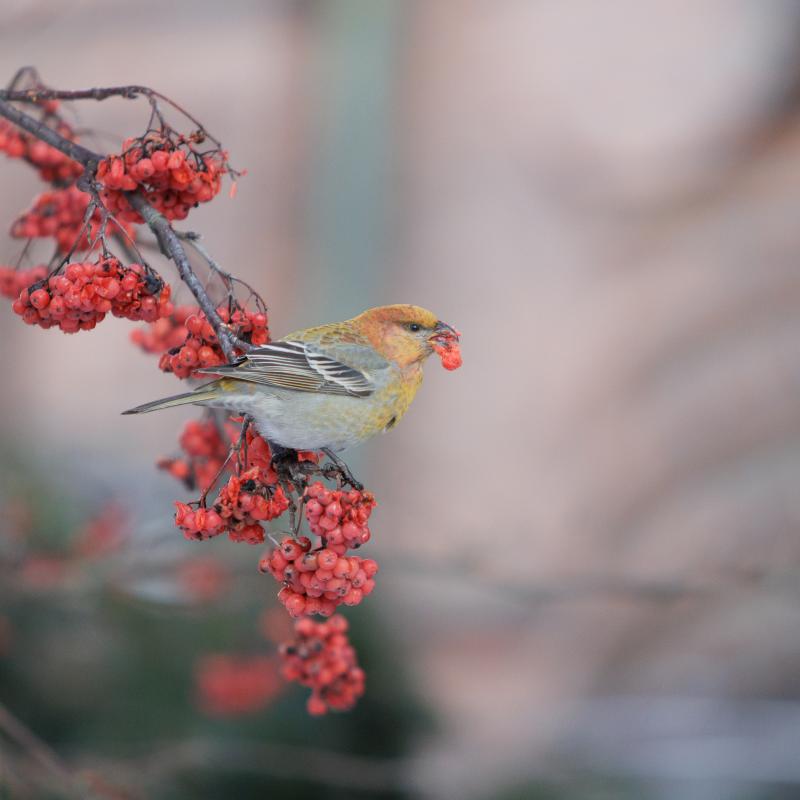 Pine Grosbeak | Taviokuurna	