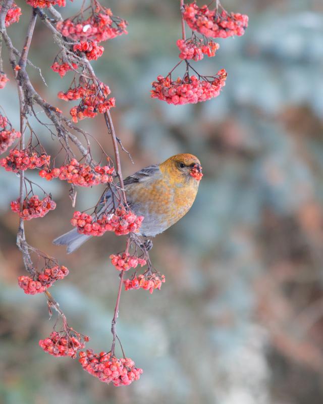 Pine Grosbeak | Taviokuurna	